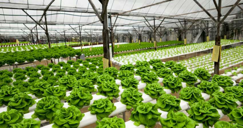 hydroponics farm business plan sample