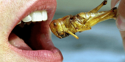 Eating-Insects-Weird Business Ideas