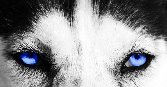 fresh-eyes-wolves