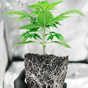 planting-marijuana