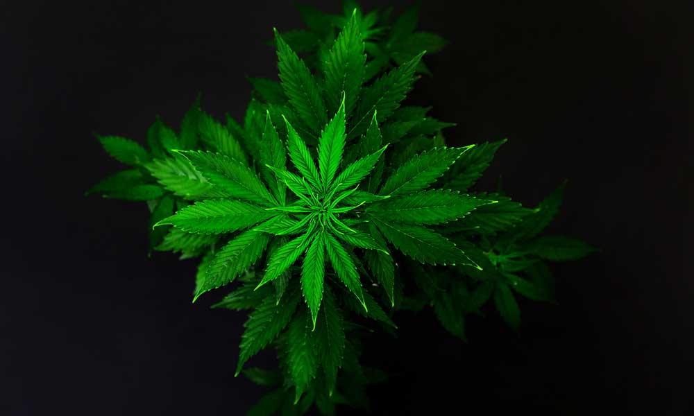cannabis-industry